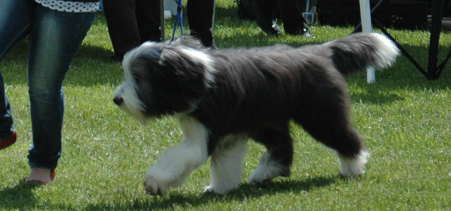 HP pauli7mo