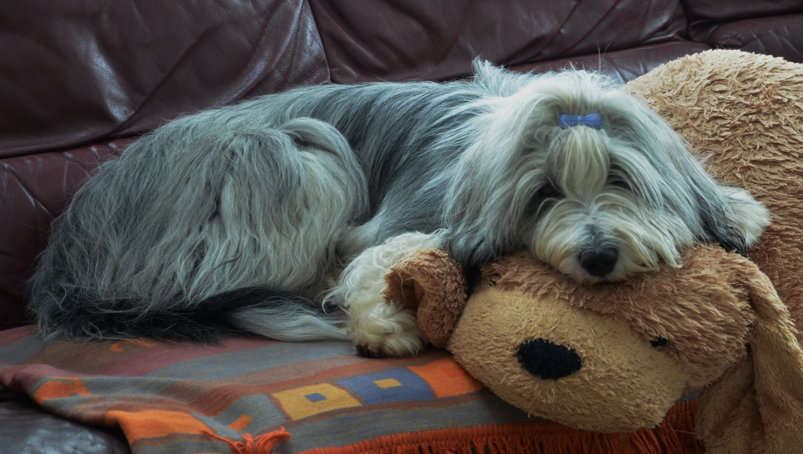 QueSera mit Stoffhund