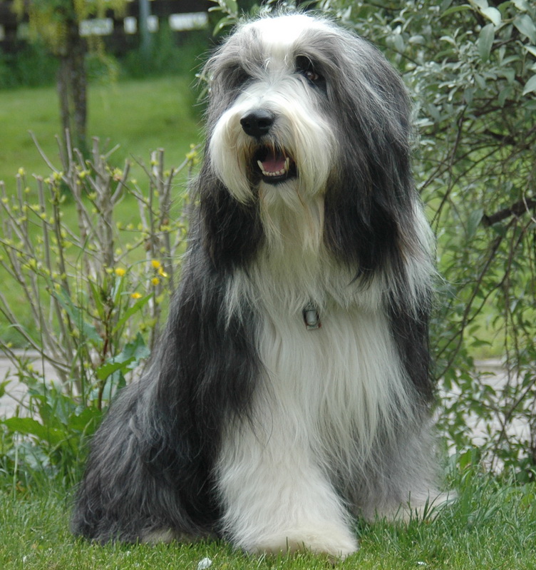 poldimai