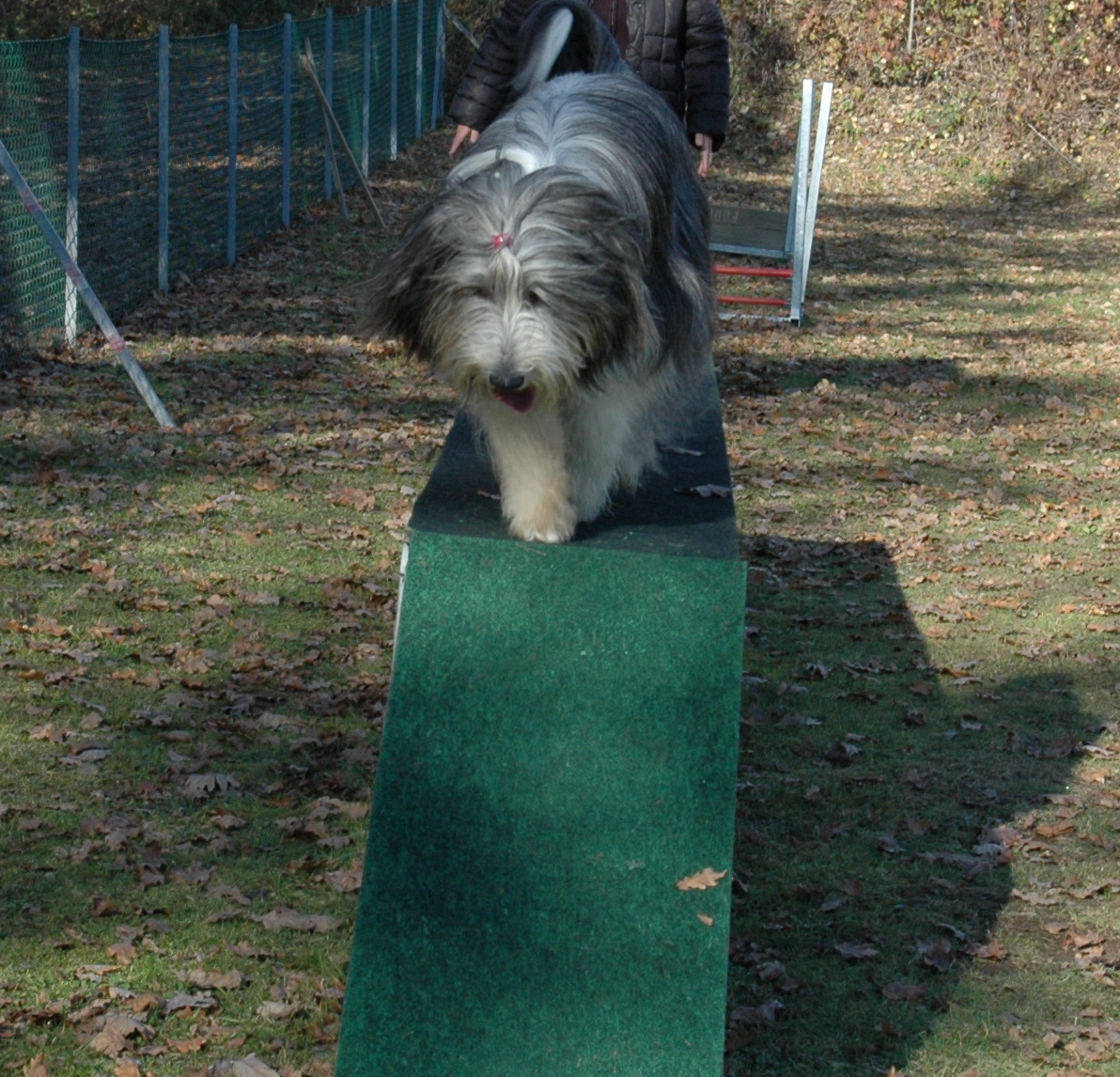 Am Steg bei Agility